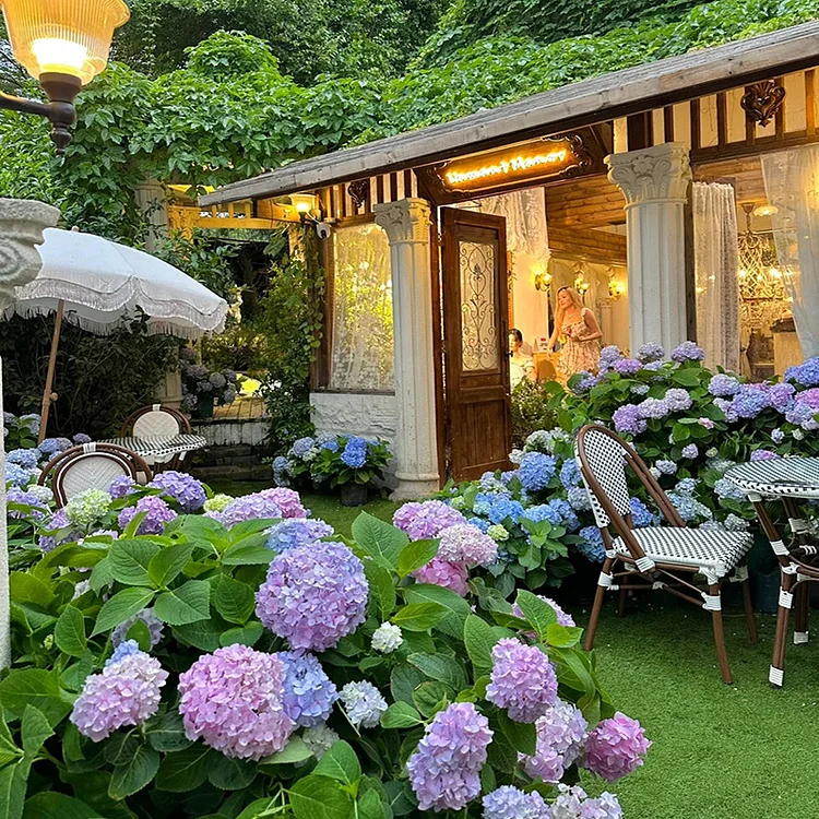 Endless Summer Hydrangea🌸Flower Seeds