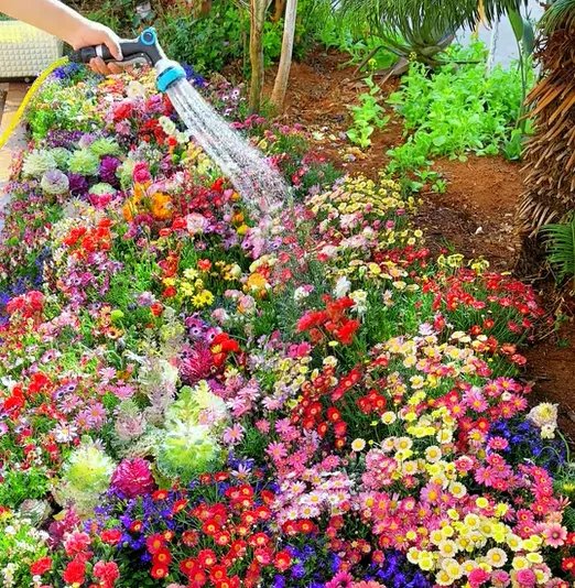 👍Mixed Perennial Flower Seeds – 60+ Varieties for Endless Blooms