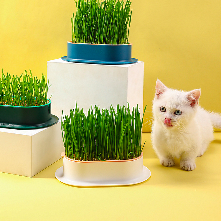 Hydroponic Cat Grass Seeds