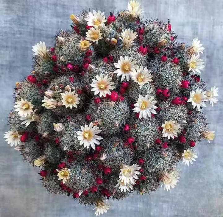 609.  Mammillariaprolifera.  cluster has roots 8-10cm /Cactus plants / Succulent plants / Garden landscape / Carefully select healthy plants