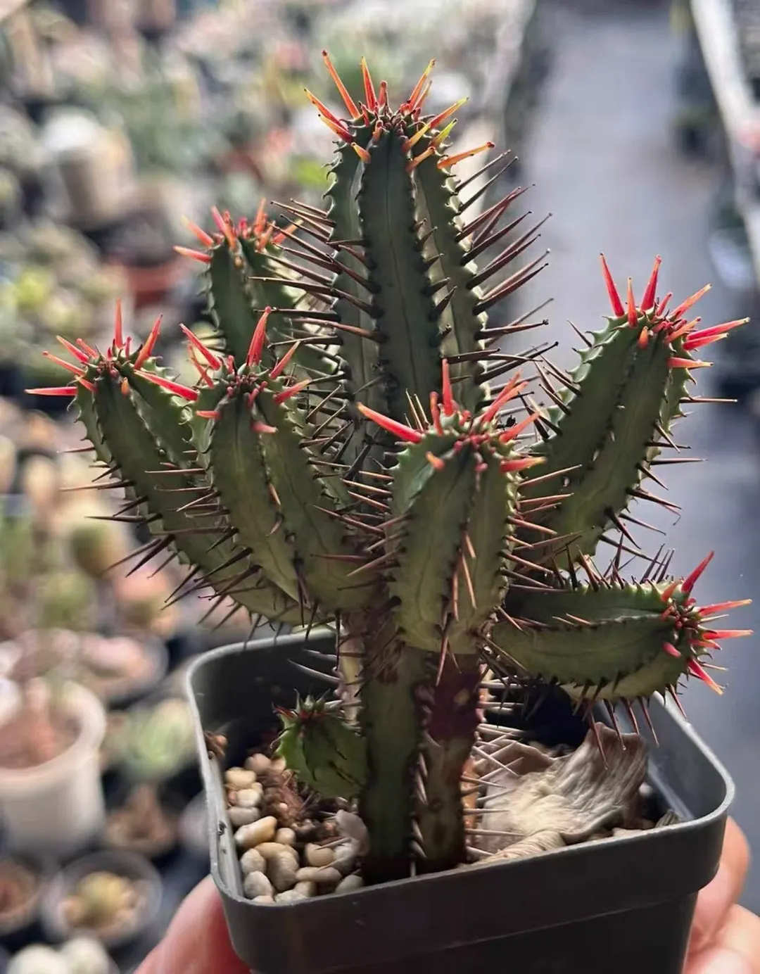 plant Aeonium Echeveria Haworthia  Caudex  Lithops Cactus  Agave 
