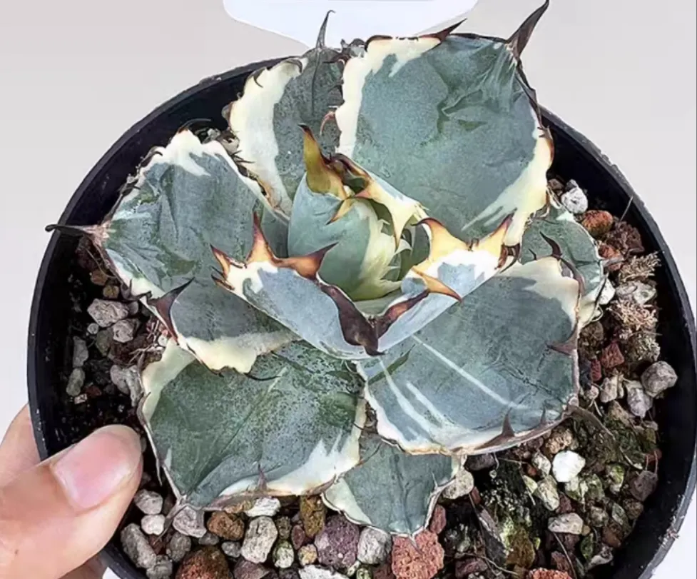 plant Aeonium Echeveria Haworthia  Caudex  Lithops Cactus  Agave 