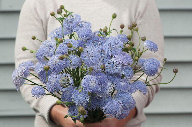 Didiscus lacy lavender blue seeds