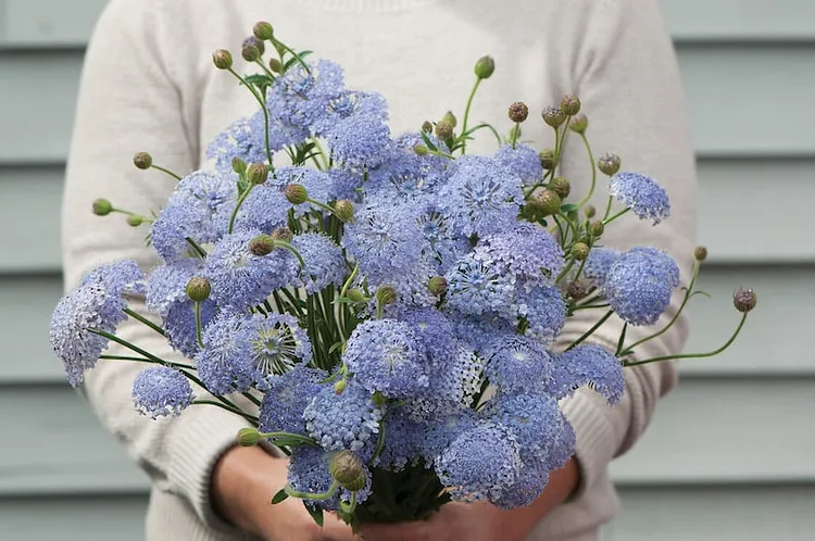 Didiscus lacy lavender blue seeds