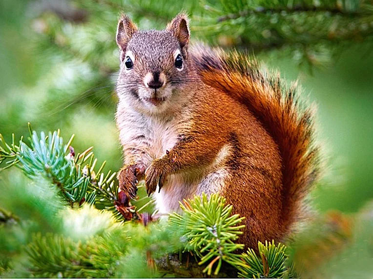 Diamond Painting - Full Round/Square Drill - Squirrel(30*40 - 50*60cm)