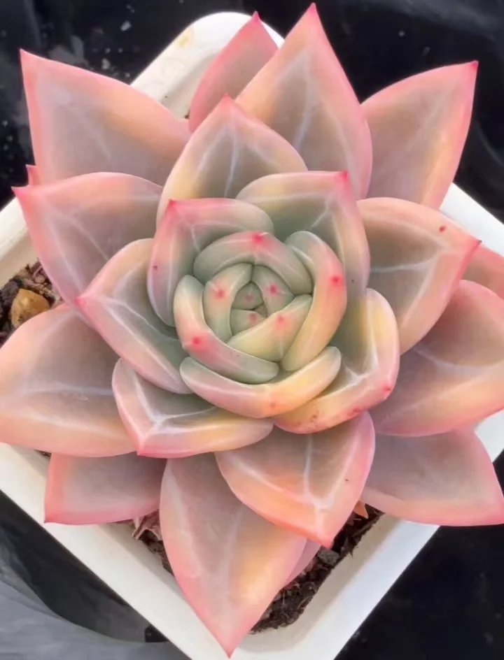 plant Aeonium Echeveria Haworthia  Caudex  Lithops Cactus  Agave 