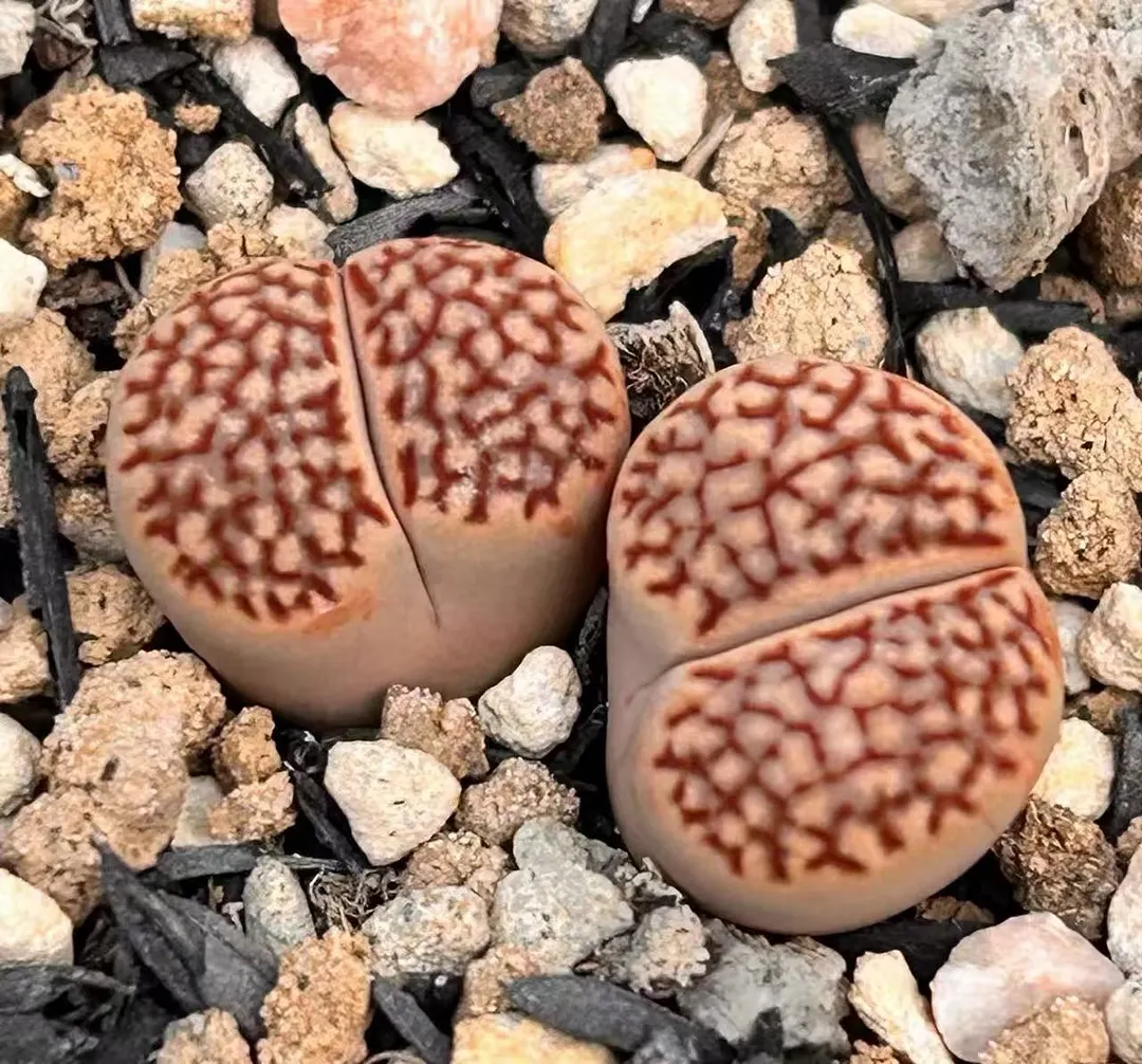 plant Aeonium Echeveria Haworthia  Caudex  Lithops Cactus  Agave 