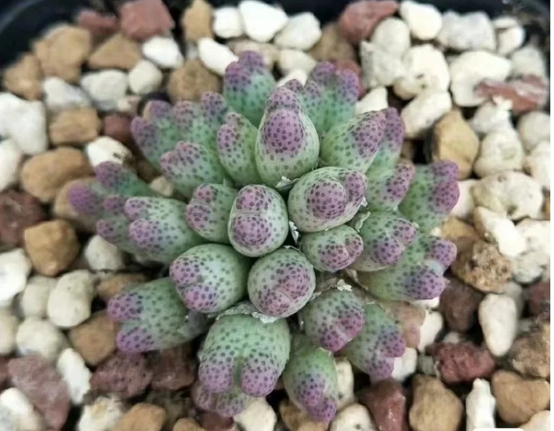 plant Aeonium Echeveria Haworthia  Caudex  Lithops Cactus  Agave 