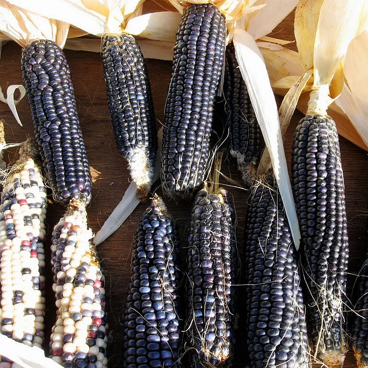 Corn Seeds (Organic) - Black Hopi