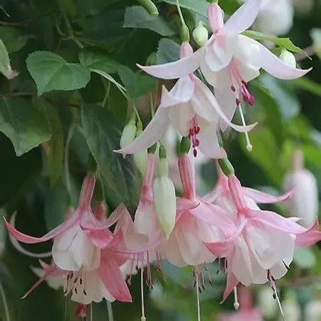 🧚🏼Fuchsia Flowers Seeds-Dancing Elf🪴Bonsai