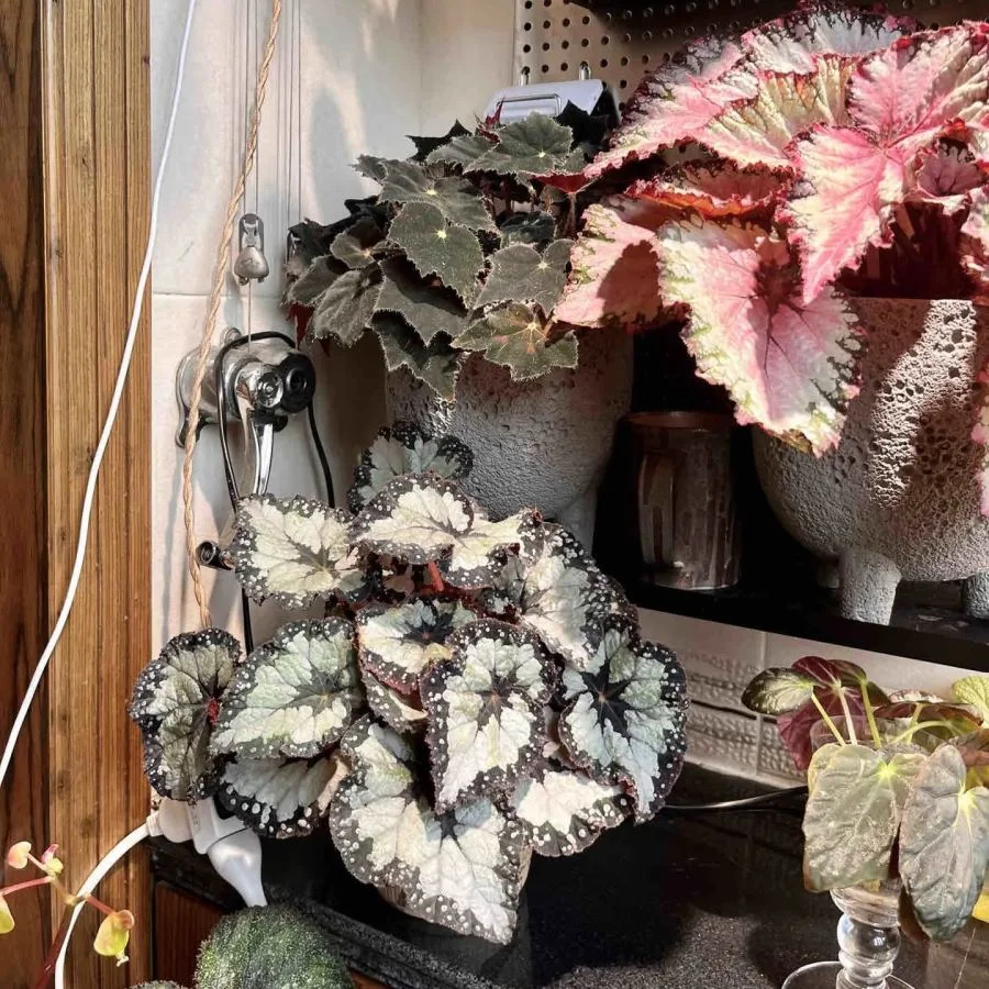 Dolcebita Begonia Seeds