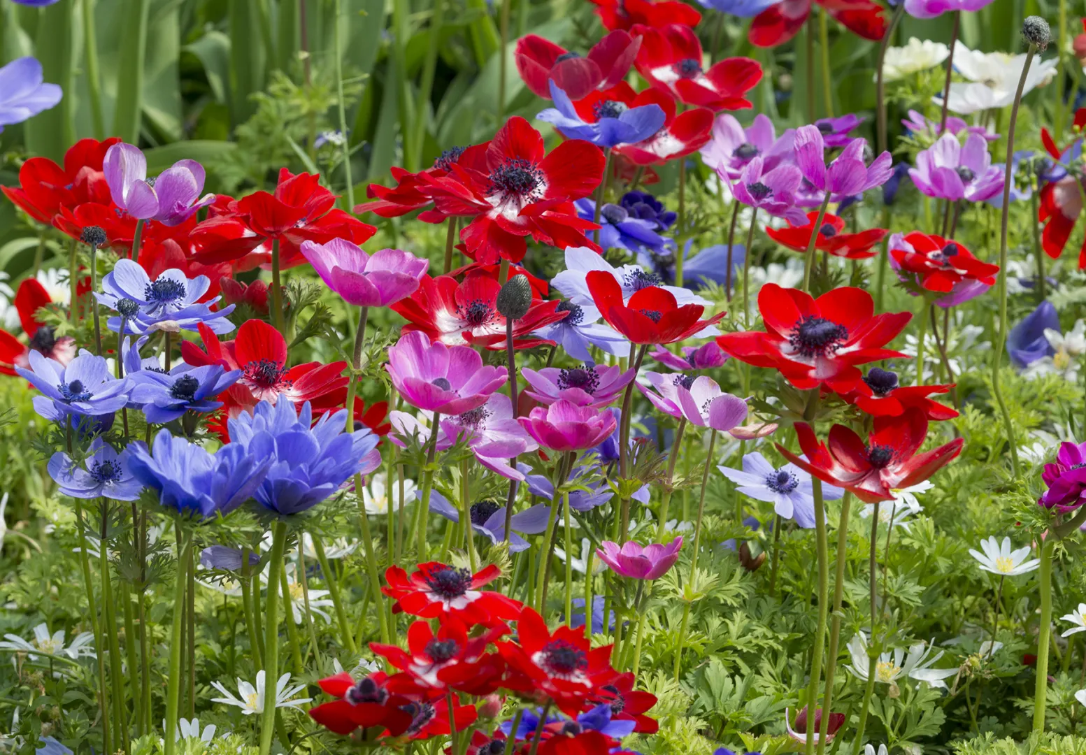 De Caen Mixed | Rotteveel Bulb Company