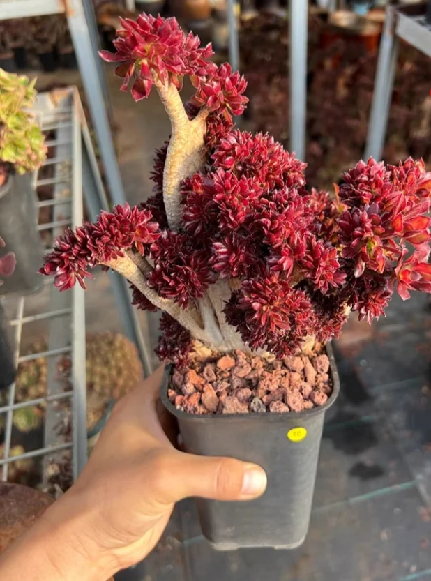 347. Aeonium arboreum Atropurpureum crested /Black mage crested cutting 6cm/ Aeonium crested/ Aeonium plants / Garden landscape / Carefully select healthy plants