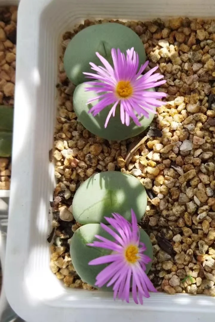 plant Aeonium Echeveria Haworthia  Caudex  Lithops Cactus  Agave 