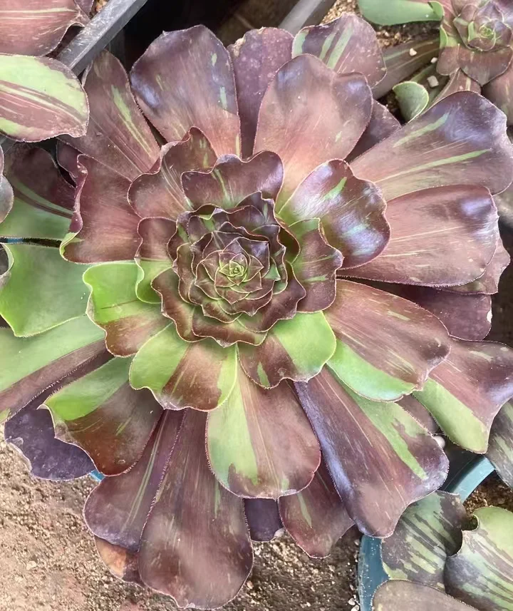 628. Voodoo  variation（big bang) cutting 8-10cm /Aeonium plants / Garden landscape / Carefully select healthy plants