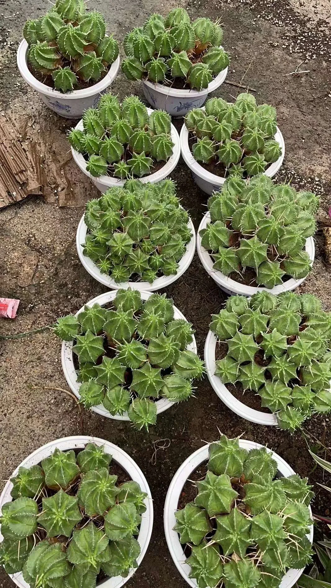 plant Aeonium Echeveria Haworthia  Caudex  Lithops Cactus  Agave 