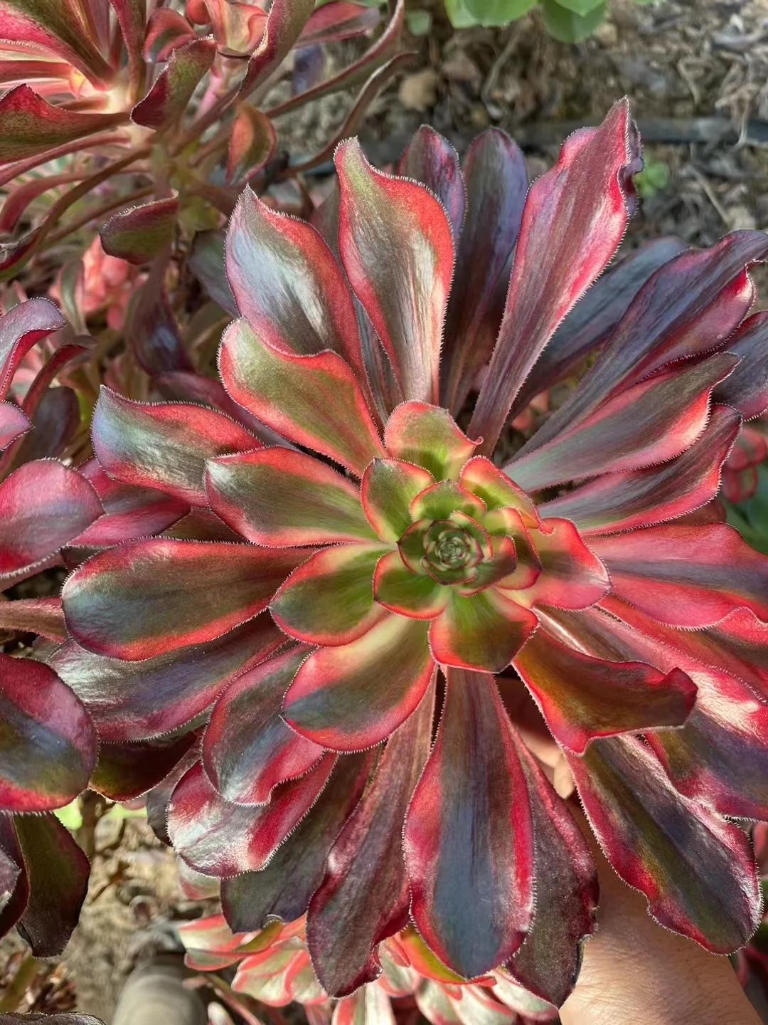 plant Aeonium Echeveria Haworthia  Caudex  Lithops Cactus  Agave 