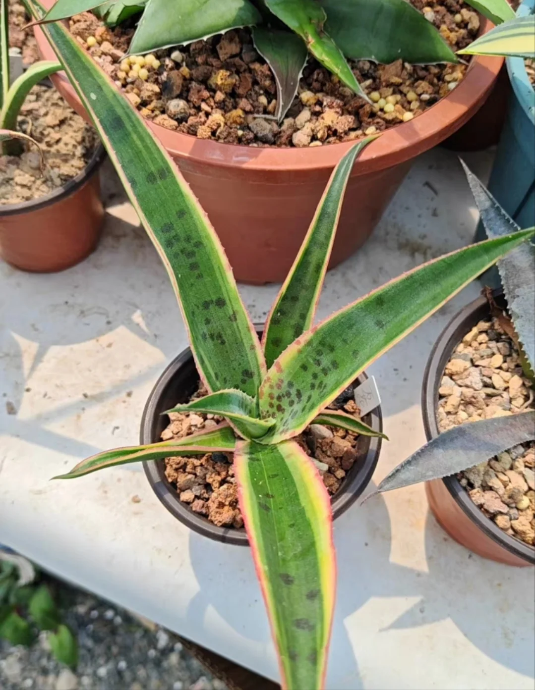 plant Aeonium Echeveria Haworthia  Caudex  Lithops Cactus  Agave 