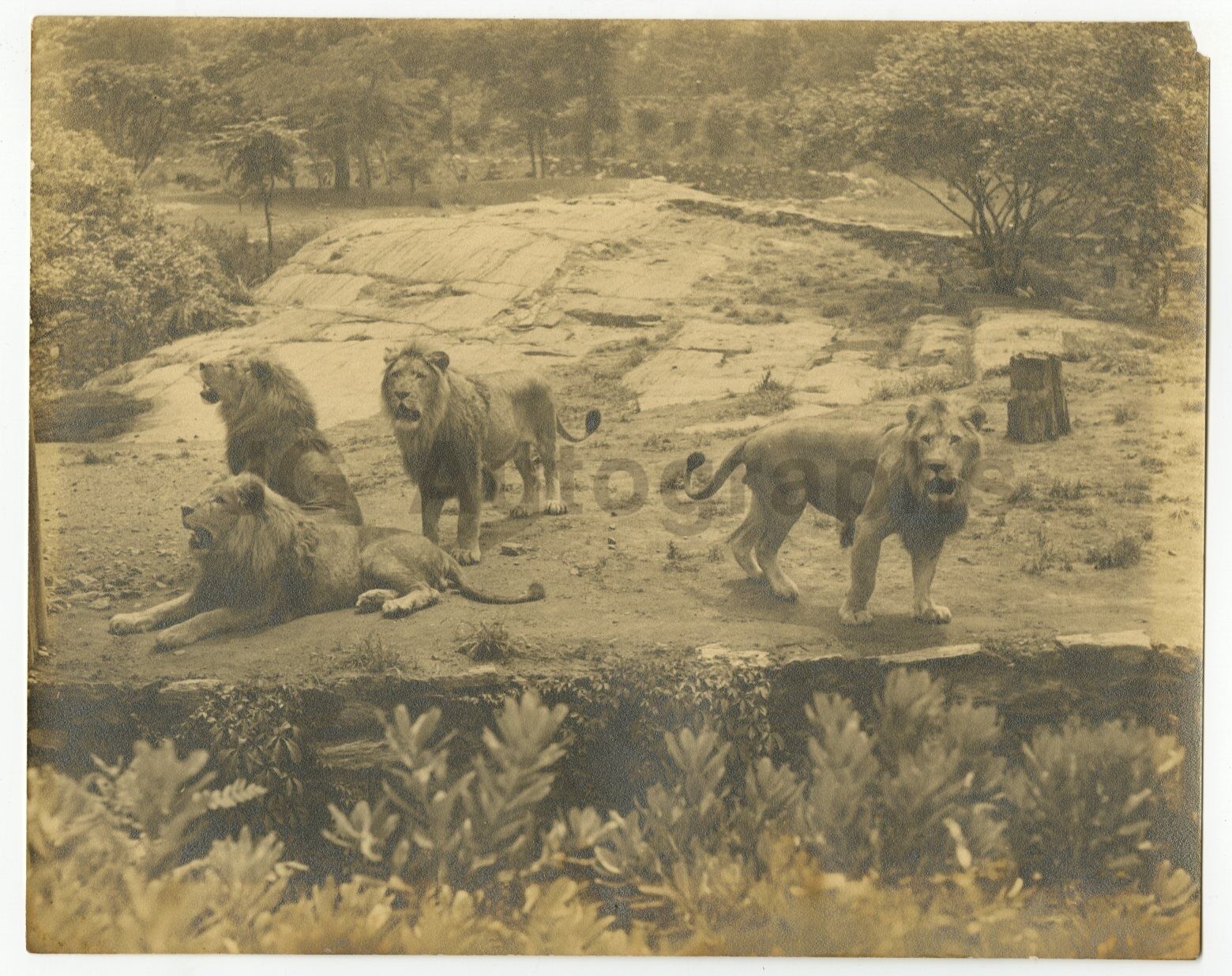 Lions - Early 20th Century 8x10 Original Silver Print Photo Poster painting - Location Unknown