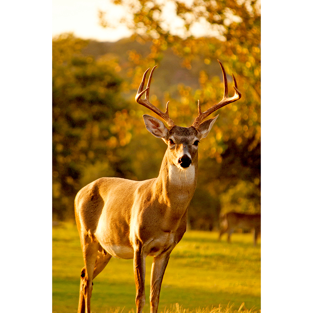 

Deer on Grass - 1000 Pieces Jigsaw Puzzle, 501 Original