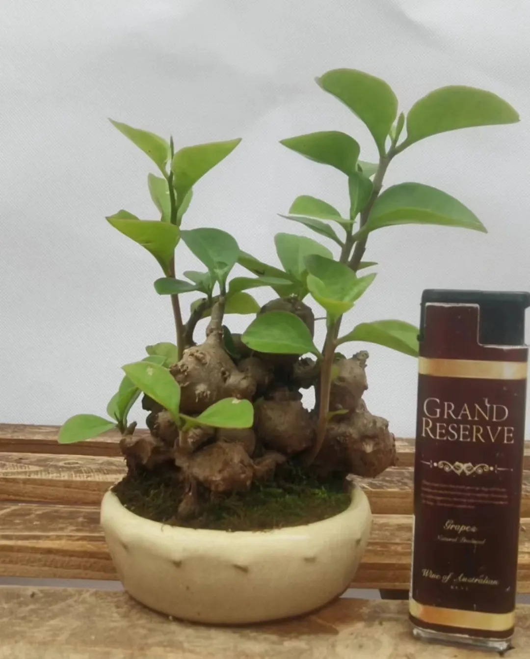 plant Aeonium Echeveria Haworthia  Caudex  Lithops Cactus  Agave 