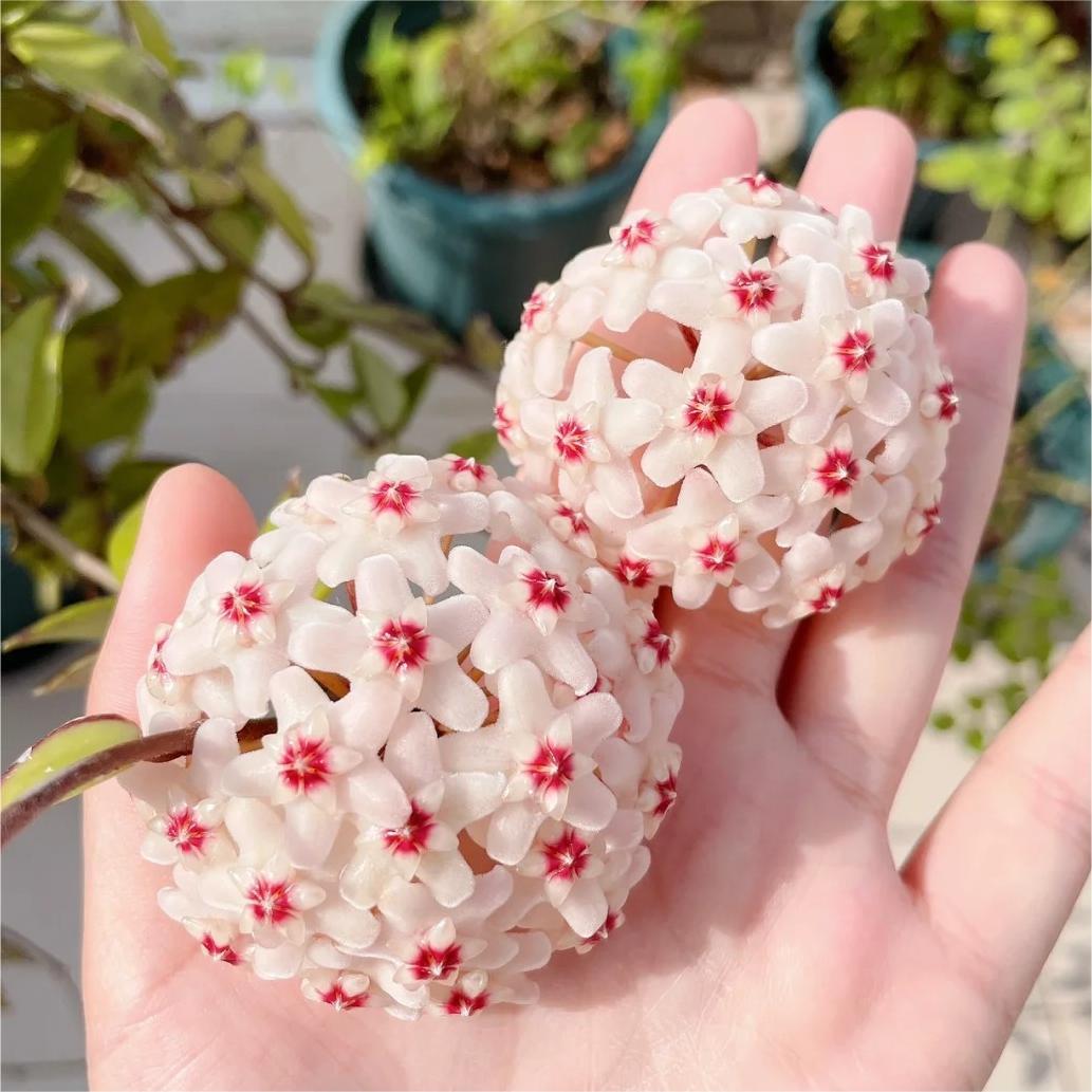 Hoya Seeds - Stars falling from the sky✨