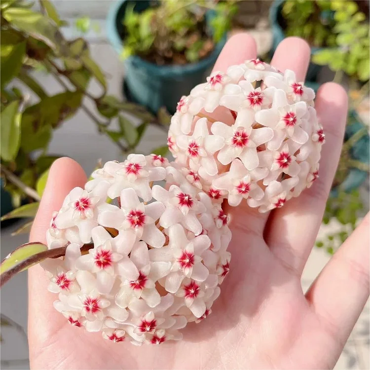 Hoya Seeds - Stars falling from the sky✨