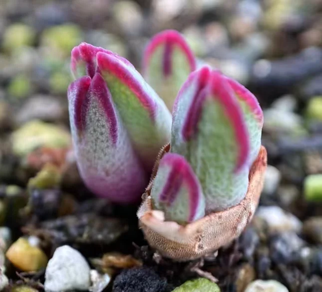 265.C.blandum ARM985 single head 0.5-0.7cm / Lithops and Conophytum / Succulent plants / Garden landscape / Carefully select healthy plants