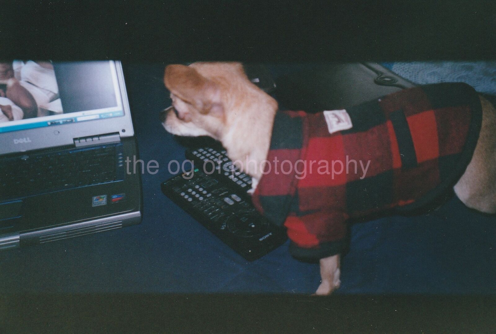 PORN DOG Found Photo Poster paintingGRAPH ColorOriginal Snapshot TELEVISION 87 20