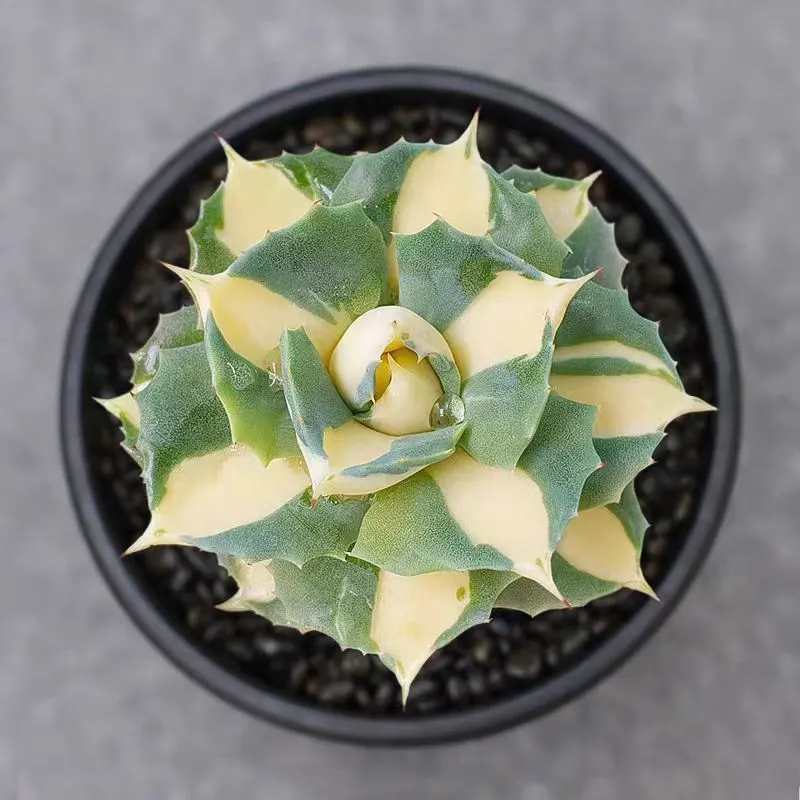 plant Aeonium Echeveria Haworthia  Caudex  Lithops Cactus  Agave 