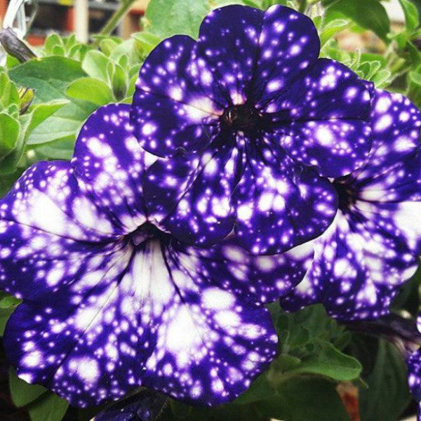 Garden Bonsai Petunia Night Sky Blue Flowers 200 seeds white speckles  rare 