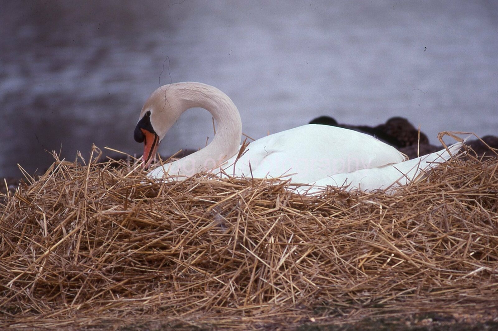 MUTE SWAN 35mm SLIDE BIRD Vintage COLOR Photo Poster painting 15 T 19 T