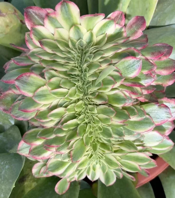 plant Aeonium Echeveria Haworthia  Caudex  Lithops Cactus  Agave 