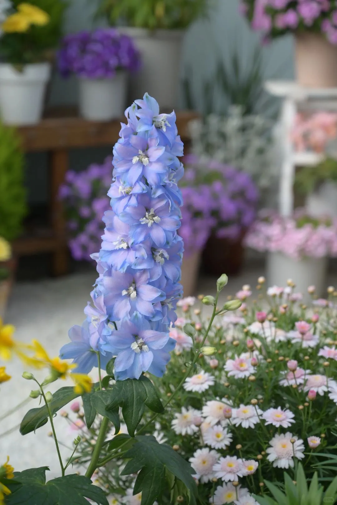 Delphinium Seeds-Mixed 7 Colors