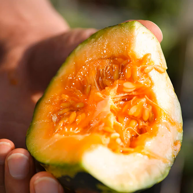 🌱Rock Sugar Melon Seeds