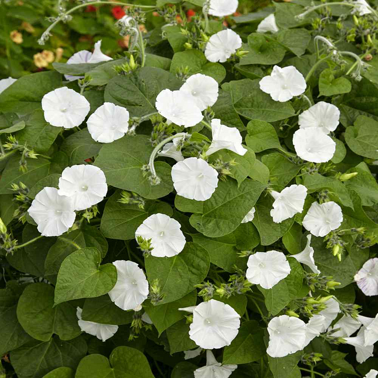 Moonflower Seeds