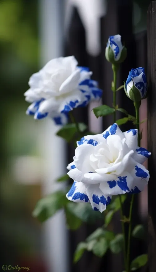 Rare Blue Ink Rose Seeds🔥2024 Newest