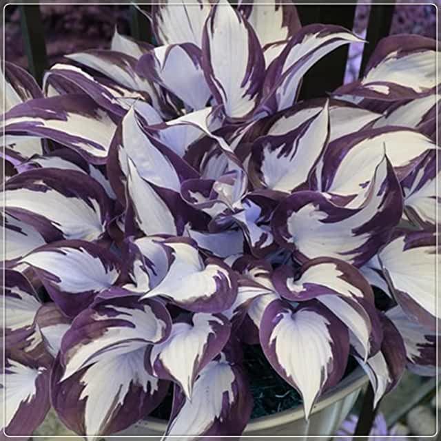 Rare Multi-colored Hostas Seeds