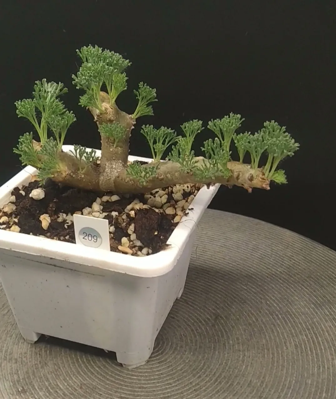 plant Aeonium Echeveria Haworthia  Caudex  Lithops Cactus  Agave 
