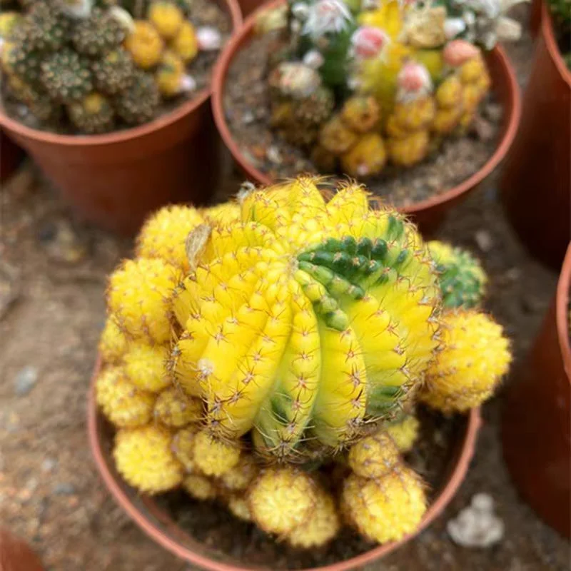 plant Aeonium Echeveria Haworthia  Caudex  Lithops Cactus  Agave 