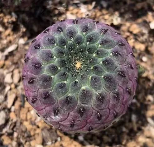 plant Aeonium Echeveria Haworthia  Caudex  Lithops Cactus  Agave 