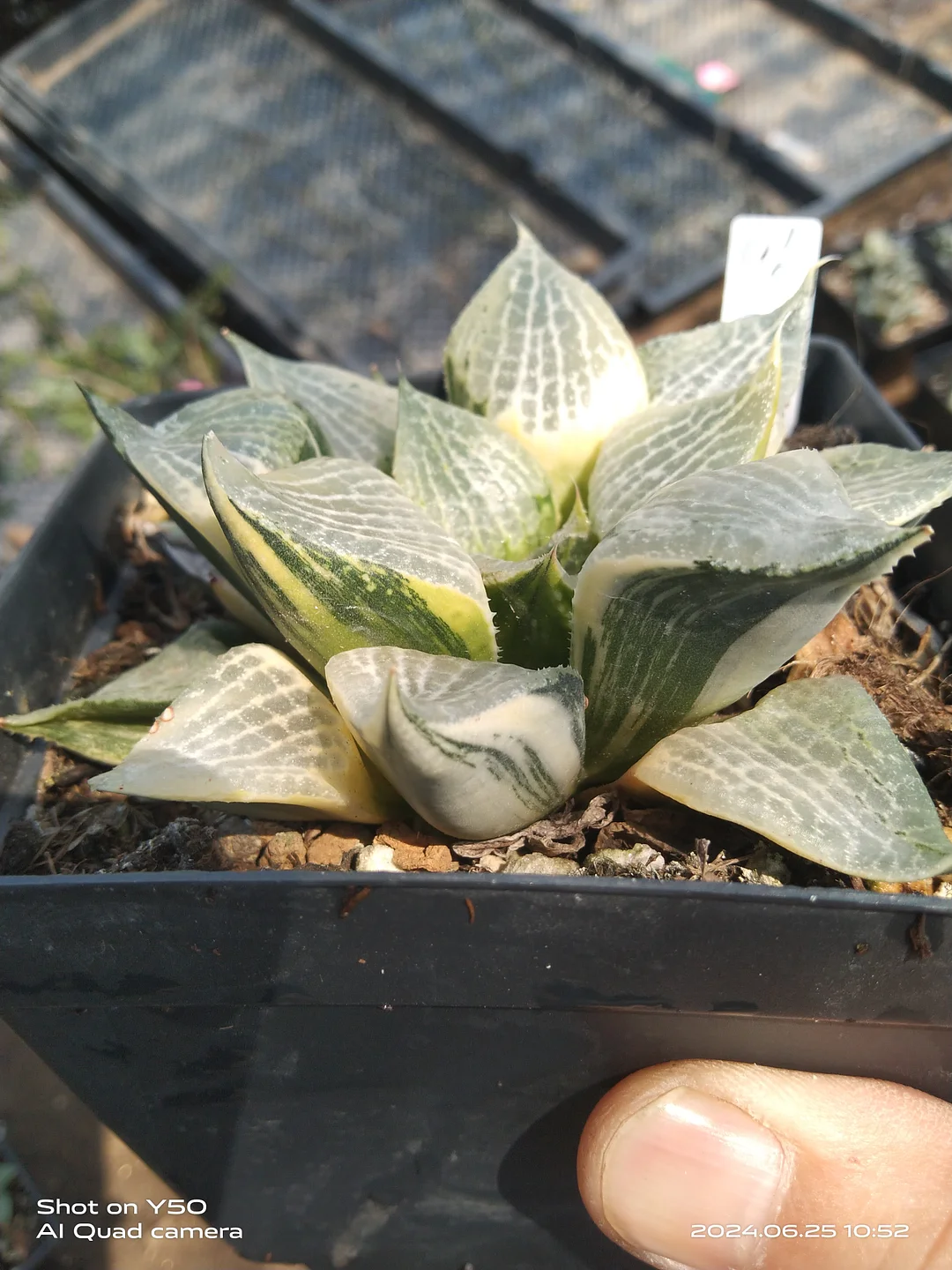 onestock .Haworthia emelyae var. comptoniana white net var 10cm /  Haworthia/ Succulent plants / Garden landscape / Carefully select healthy plants