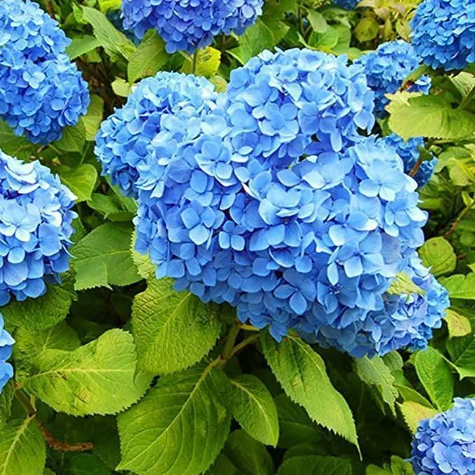 Hydrangea Seed: Beautiful, reunion and gratitude
