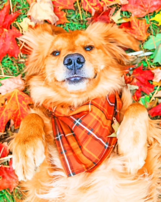 

Fall Dog – Paint By Numbers - 40*50CM, 501 Original