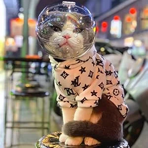 cat hood