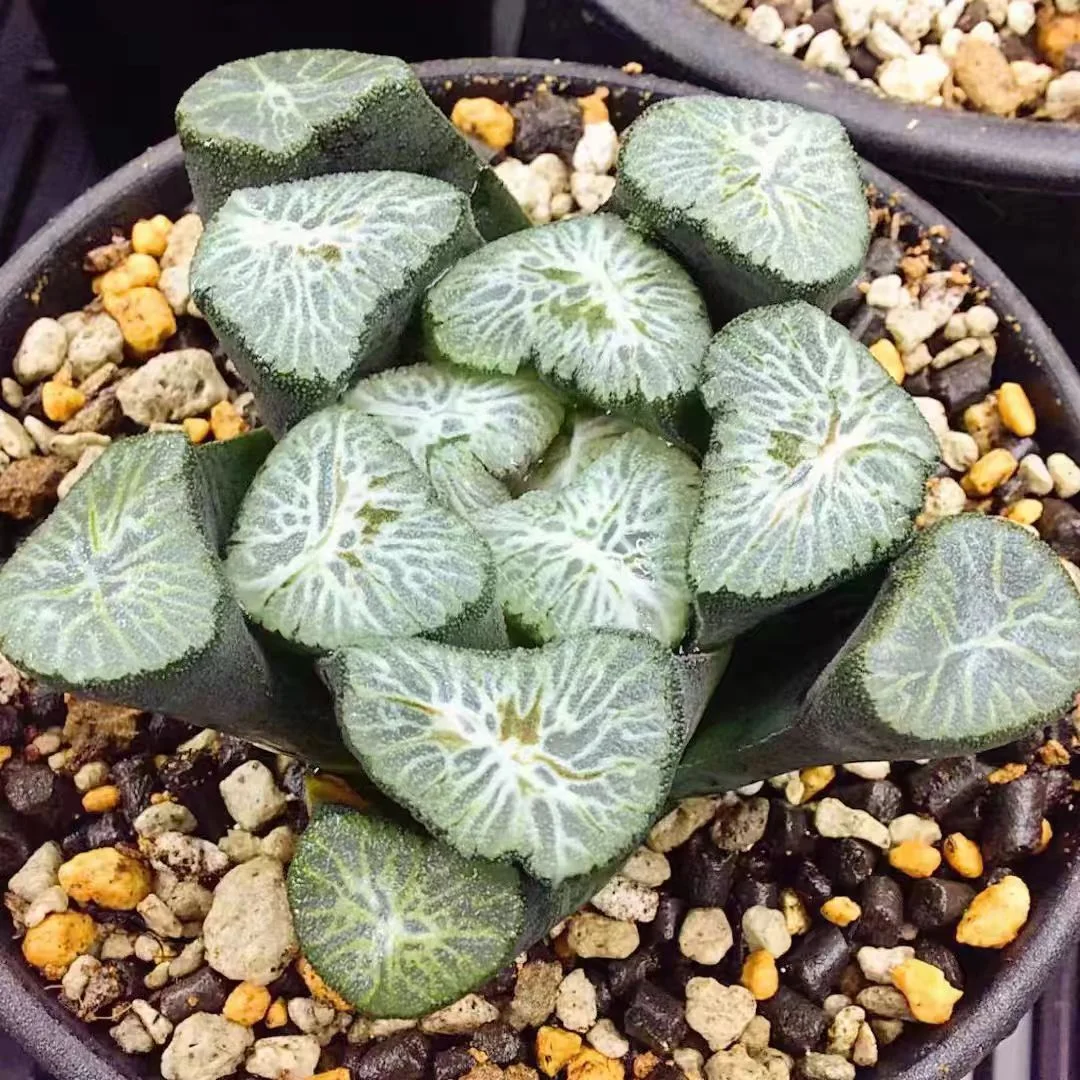 cy4.Haworthia maughanii 'Shirotae 4-5cm/ Haworthia/ Succulent plants / Garden landscape / Carefully select healthy plants