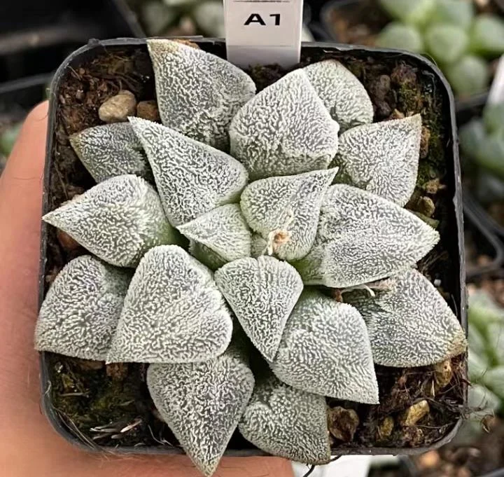 plant Aeonium Echeveria Haworthia  Caudex  Lithops Cactus  Agave 