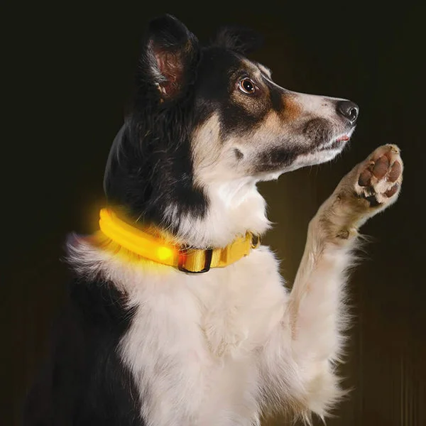 Rechargeable LED Dog Collar