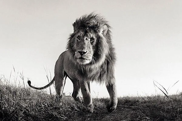 Minimalist Black and White Lion Animal Personality Mural Poster Home Interior Room Bedroom Wall Decoration Canvas Art (no Frame) 1103