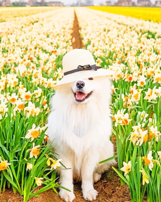 

Samoyed Dog With Hat – Paint By Numbers - 40*50CM, 501 Original